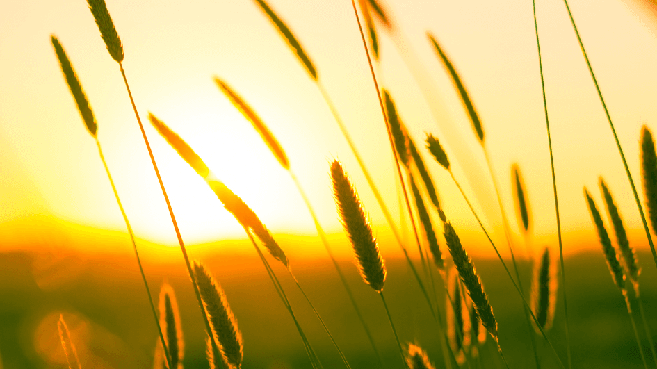 Newsletter Juni
